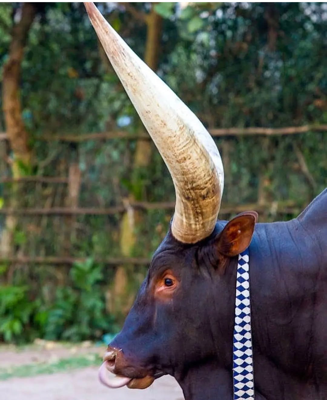 Ibere rya Bigogwe Tour